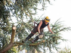Tree trimming and pruning: why is it important?